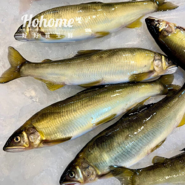 魚類_工作區域 1 複本 94 台灣宜蘭母香魚(10隻裝)