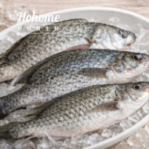 海水養殖吳郭魚